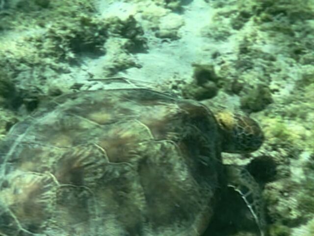 �E�~�K�����C���H�ׂĂ�Ƃ�����܂����B_��g�ݐؐ�墊C�̗V�я��@�Ȃ��䂭���