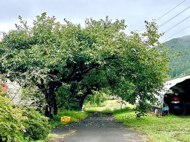 ��񂲂̖؂̃g���l���I_���c��񂲉�