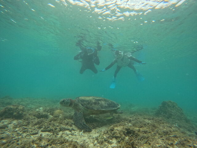 �E�~�K���V���m�[�P�����O_OCEANZ - �I�[�V�����Y