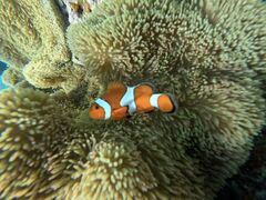 ���[����̃I�[�X���[�V���m�[�P���{�Ó��ւ̓��e�ʐ^1