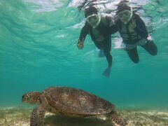 ァnico {Óւ̓eʐ^1