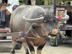 䂩񂳂̐Ί_h[όւ̓eʐ^1