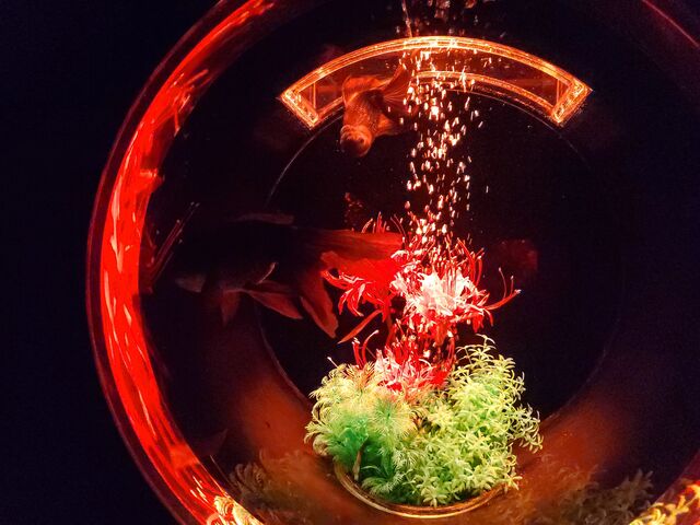 ����_�A�[�g�A�N�A���E�����p�� GINZA