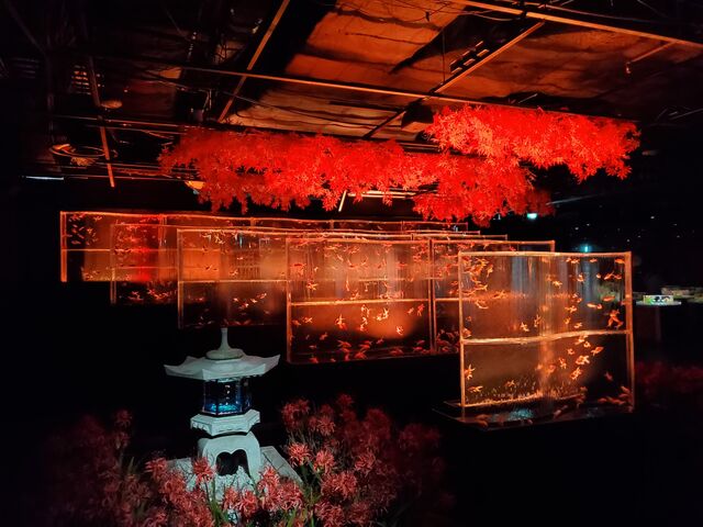 �H�炵���ł���_�A�[�g�A�N�A���E�����p�� GINZA