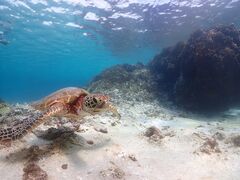 ͂邿̋{blue܂ق΂ւ̓eʐ^1