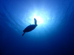 ƂƂ񂳂̐Ί__CrOVbv@ABCdiveւ̓eʐ^1