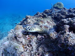 ƂƂ񂳂̐Ί__CrOVbv@ABCdiveւ̓eʐ^2