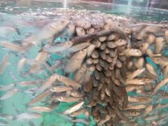 TNTN̂ނƔpZقւ̓eʐ^2