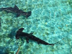 TNTN̂ނƔpZقւ̓eʐ^3