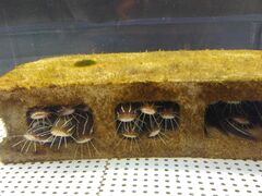 TNTN̂ނƔpZقւ̓eʐ^4