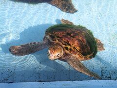 TNTN̂ނƔpZقւ̓eʐ^5