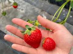 ��������񂳂�̂�������_���ւ̓��e�ʐ^1