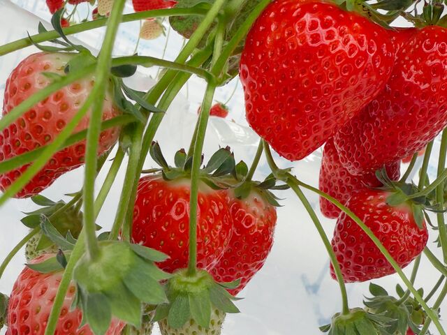 �傫�Ȃ���������R����܂����B_����(�䂢)�t�@�[��