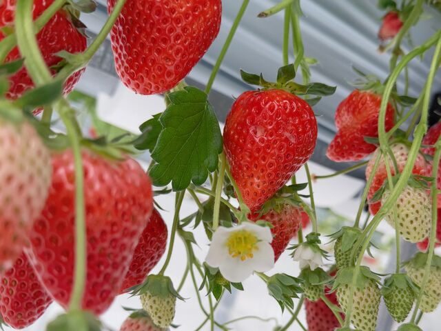 �^���ԂȂ�����_����(�䂢)�t�@�[��