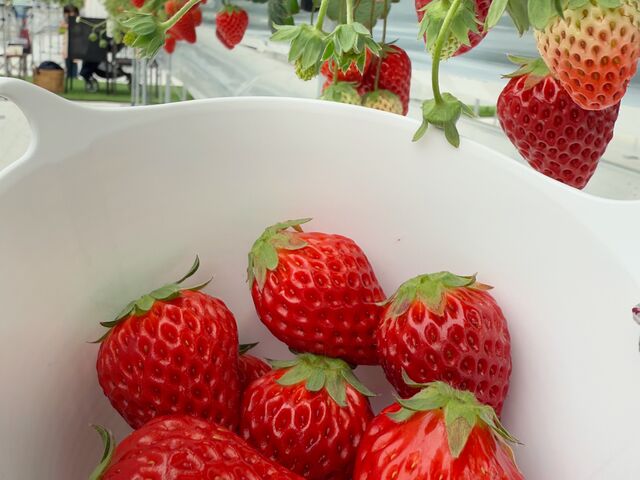 �e����݂��Ă���܂�_����(�䂢)�t�@�[��