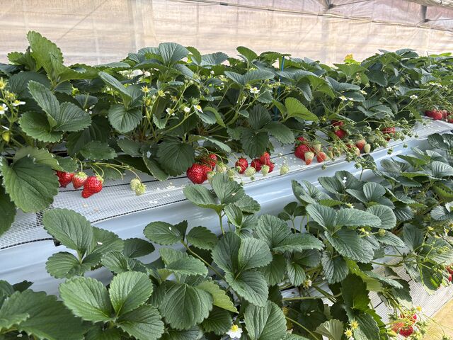 ���������C�`�S����R�Ȃ��Ă��܂���_���̂ה_��