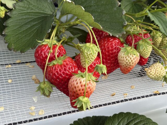 �ƂĂ��Â��ł�_���̂ה_��