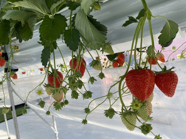 �Â��Ĕ��������������ł����I_����(�䂢)�t�@�[��