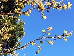 �V����������̍����M�_�Ђւ̓��e�ʐ^1