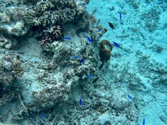 䂢̐Ί_ ADVENTURE PiPiւ̓eʐ^1