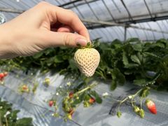 malioshi̎C`Sւ̓eʐ^1