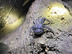 P񂳂̐Ί_ ADVENTURE PiPiւ̓eʐ^1