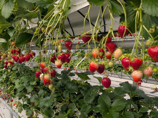 ���n�����肽������̐^���ԂȂ�����_���b�`�t�B�[���h�Ó�_��