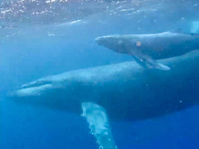 �e�q�N�W��_Y'S DIVE OKINAWA