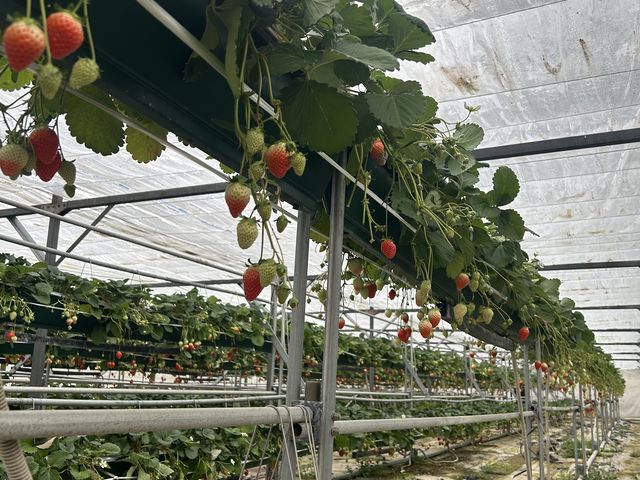 ������_�{�c��������