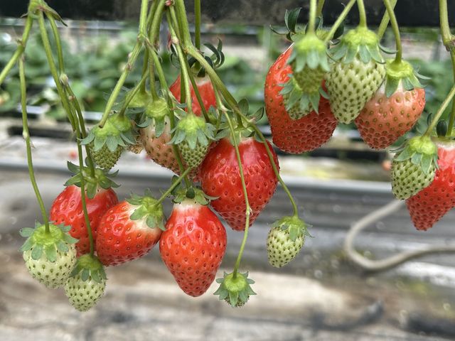 ������_�{�c��������