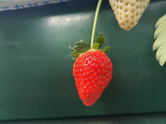 ������_�{�c��������