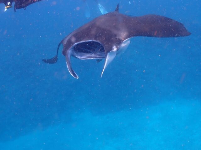 ���x���������Ă��Ă����}���^_Kahoo_ishigaki