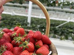 Ƃ݂ichigos Yokohama-C`SXlւ̓eʐ^1