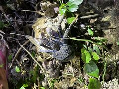 |fP[W̐Ί_ ADVENTURE PiPiւ̓eʐ^1