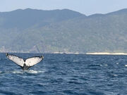 mamỹ_CrO`[@Ȃ̐̓eʐ^1