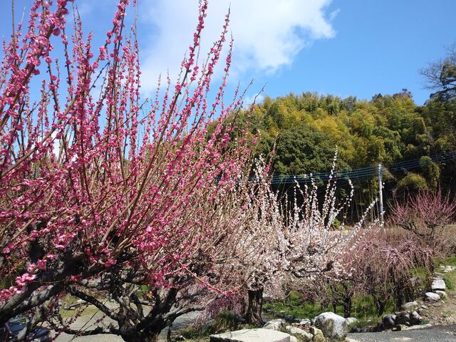 �ق��̔~�����ꂢ�B_������