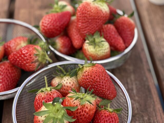 �Â��đ傫���C�`�S�ō��ł�_���c�_��