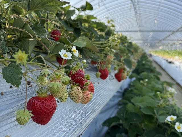 ���������_�����C�`�S��