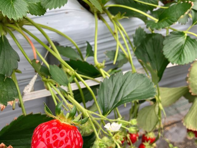 ���n��A�H�ׂ�O�ɎB�e_�O�����������ّO�c