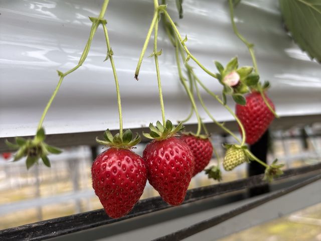 �������������ł�_��t�@�[���i��-����-�j