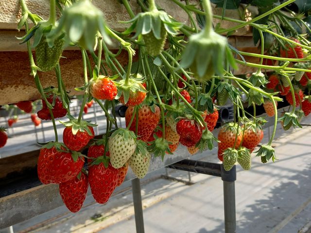 �n�E�X���̃C�`�S_������������