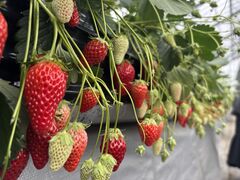 }bL[̃ACA}CPւ̓eʐ^1