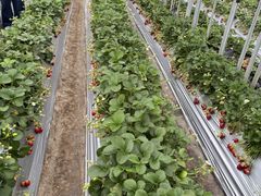 񂿂񂳂̂̂ւ̓eʐ^1