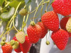 Ђ񂳂̌ct@[ւ̓eʐ^1