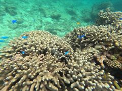 ۂۂ񂳂̐Ί_ ADVENTURE PiPiւ̓eʐ^1