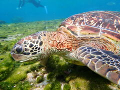 킳nico {Óւ̓eʐ^1