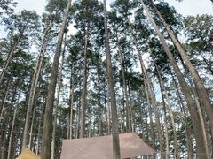 Ahx`[p[N Ih̐X̎ʐ^2