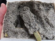 yosshy̎l ÐS̓eʐ^5