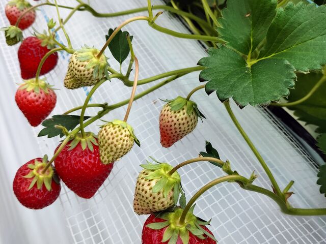 ͕PEx[|bvE@ڂÊ݂Egق؂5ނłI@ނłI_䂢܁[FARM