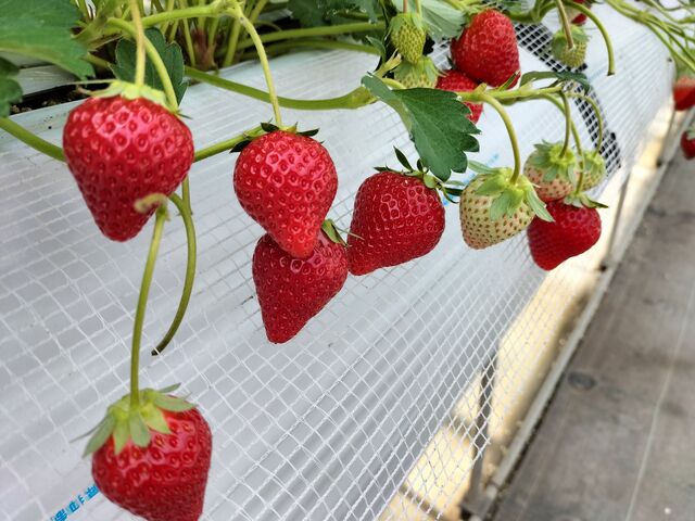 ͑ڂ̎ԑтIXXłB_䂢܁[FARM